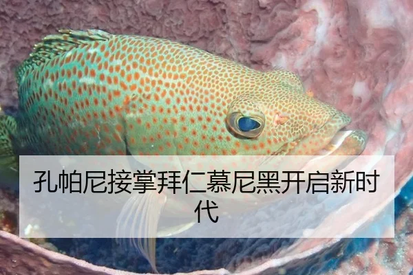 孔帕尼接掌拜仁慕尼黑开启新时代
